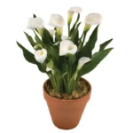 Каллы белые в горшке